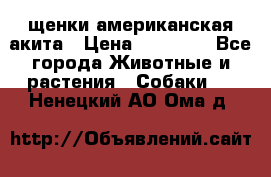 щенки американская акита › Цена ­ 30 000 - Все города Животные и растения » Собаки   . Ненецкий АО,Ома д.